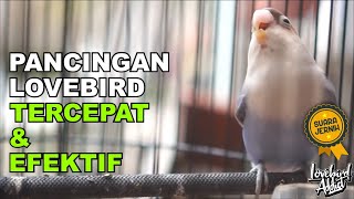 Download lagu Pancingan & Masteran Lovebird Malas Bunyi Tercepat Bikin Emosi Dan Ngekek Panjang mp3 Download lagu Pancingan & Masteran Lovebird Malas Bunyi Tercepat Bikin Emosi Dan Ngekek Panjang mp3