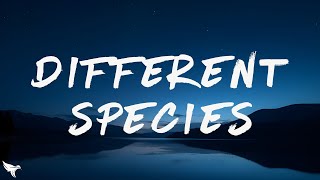 Offset &amp; Gunna - Different Species (Lyrics)