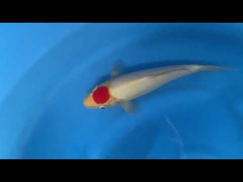Tancho Kohaku