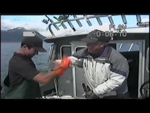 Fishin For Chickens video