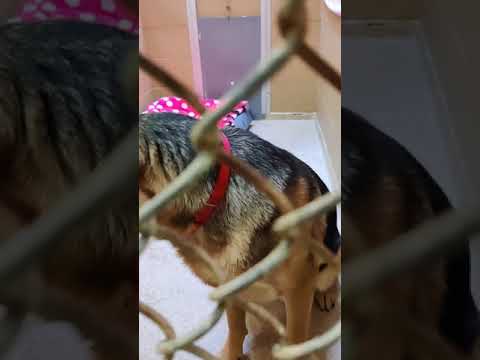 Fetch and More Universal Training video.