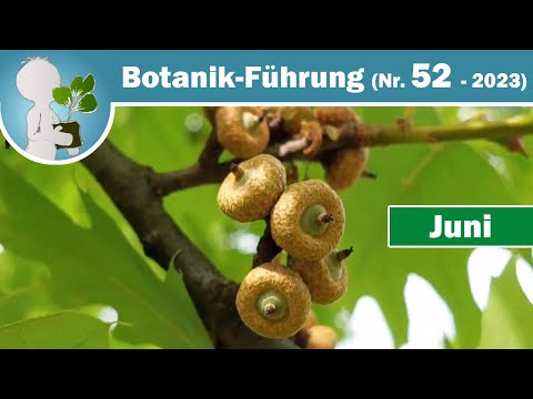 Red oak, pedunculate oak & sessile oak (and linden tree by the way) - Wild herbs & botany knowled...