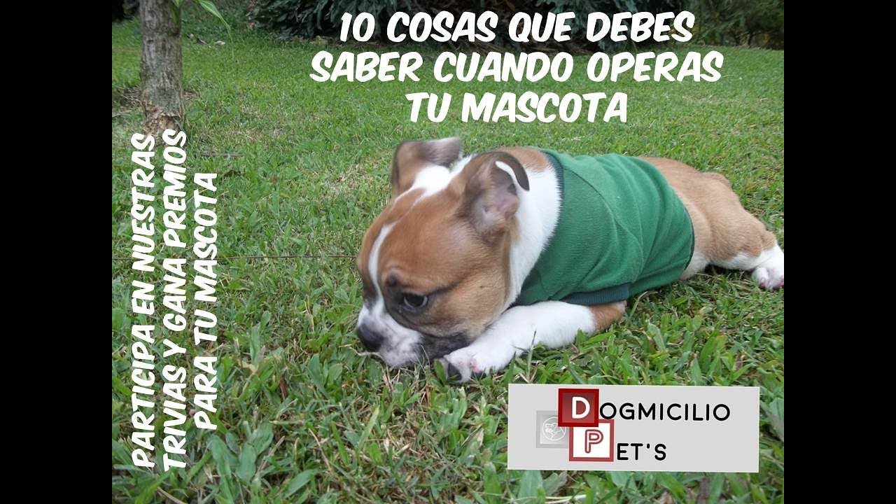 ¡10 COSAS QUE DEBES SABER CUÁNDO TU MASCOTA VA SER OPERADA! PARTE 2