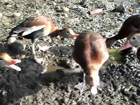 PIJIJES DOMESTICADOS.AVI