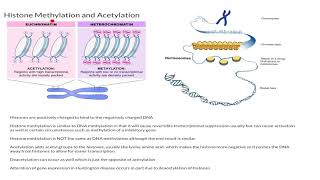 Histone Methylation and Acetylation