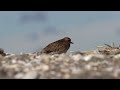 American Golden Plover in CT