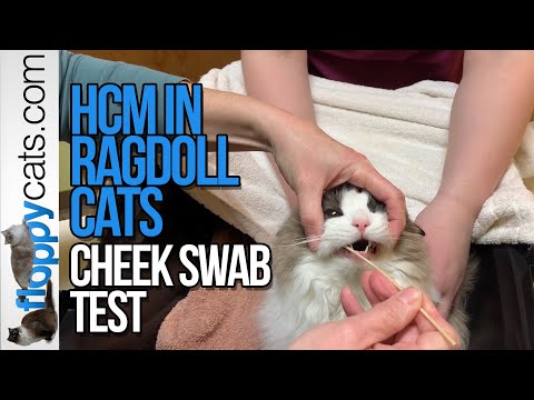 HCM in Cats Testing - Ragdolls Cheek Swab Test