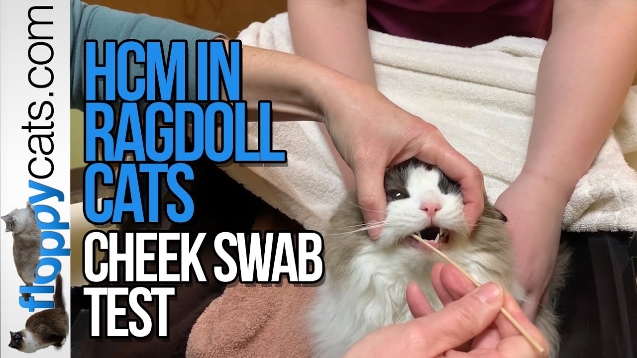 HCM in Cats Testing - Ragdolls Cheek Swab Test