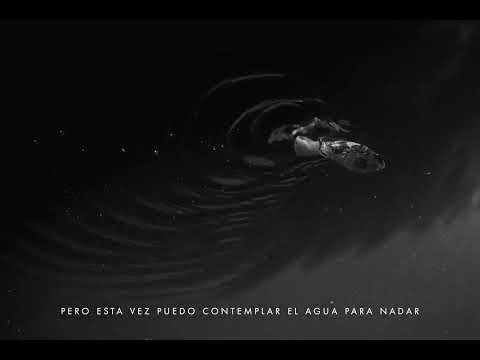 Pez En El Agua - Javiera Mena