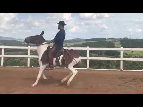 Burro Filho Jerico Pingo D’água com Thiago Leal