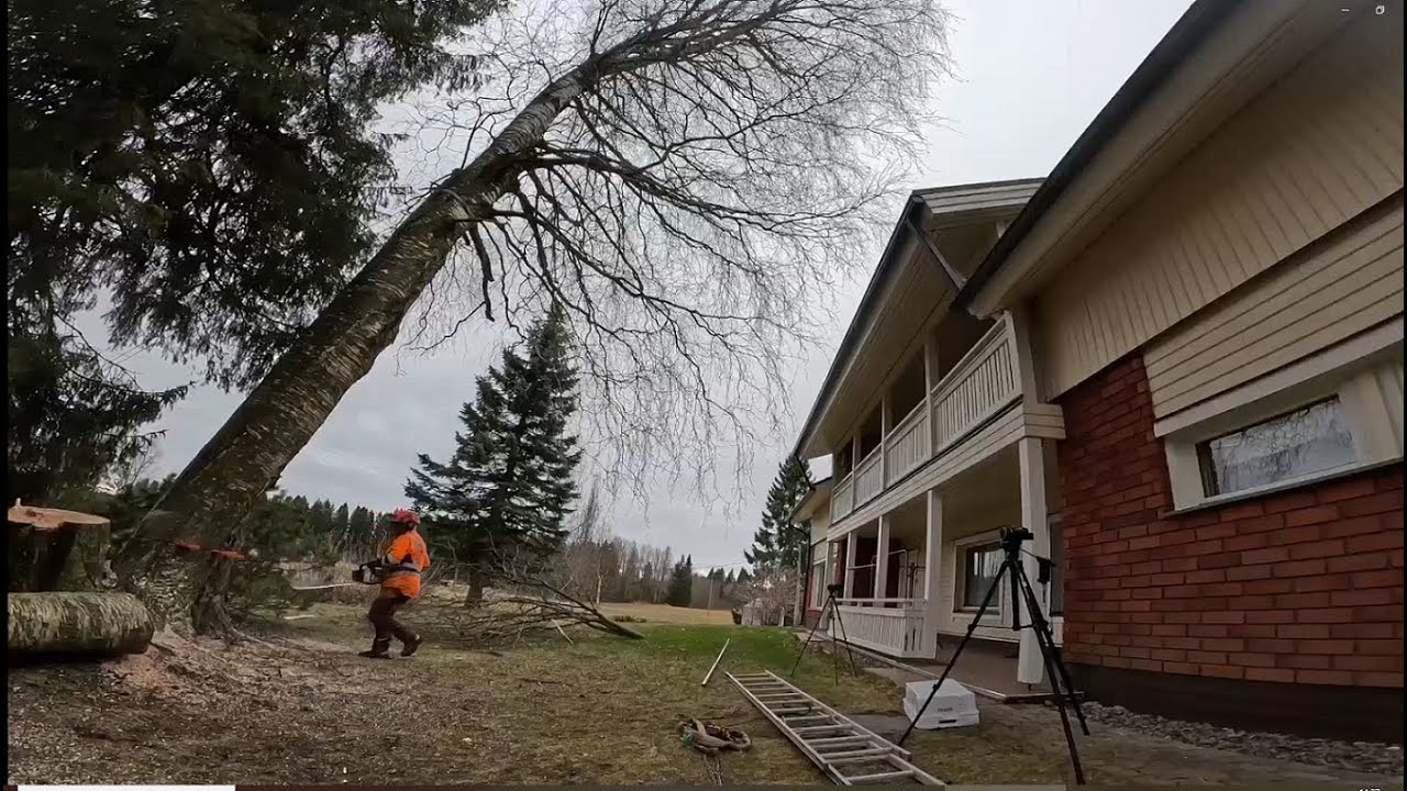 Kun laho yllättää ja kaato menee pieleen
