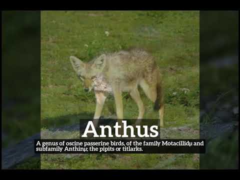 What is Anthus? | How Does Anthus Look? | How to Say Anthus in English?