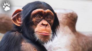 Chimpanzees: Can They Survive in the Wild? | Wildlife Documentary
