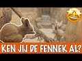 Een mini vos met grote oren!! | DierenpraatTV