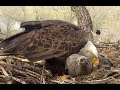 Four Fish For Breakfast Decorah Eagles 07 31 03 May 2018