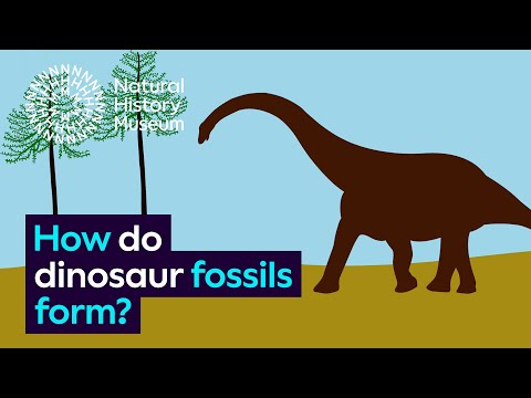 How do dinosaur fossils form? | Natural History Museum