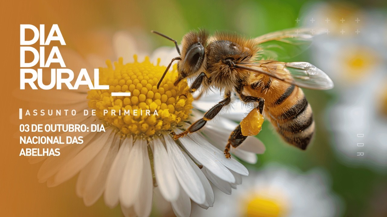03 de outubro: Dia Nacional das Abelhas