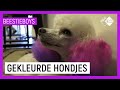 JE HOND VERVEN?! | Extreme Animal Hobby's Beestieboys | NPO Zapp