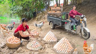 Download lagu Rewind Timelapse: Harvest 300 Chicken Eggs in Nest - Use 3-Wheeled Truck Go to Market Sell mp3