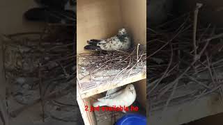 pigeons sell in contact nomber 9328320751  😍🥰💕🚗💵💲💰☺️👀#viral #shorts