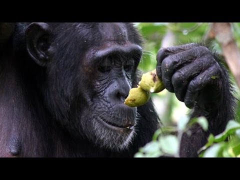 Why do we drink alcohol? The Drunken Monkey Argument
