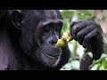Why do we drink alcohol? The Drunken Monkey ...
