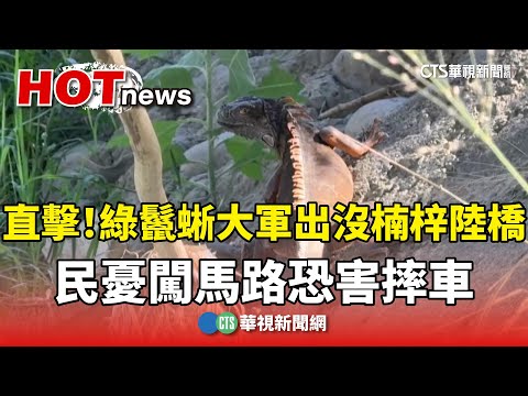 直擊！綠鬣蜥大軍出沒楠梓陸橋　民憂闖馬路恐害摔車