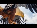 Eagle Never Give Up Attitude 150 Pain Days