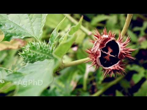 Weed of the Week #974 Jimson Weed (Air Date 12-4-16)