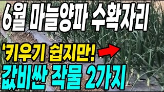 6월에 심는 키우기 쉬운데 값비싼 작물 2가지! 마늘양파 수확자리에 심으면 대박!