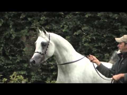 الاسطورة الفحل زين الدين ابن اللهيب ايه ايه (Zain Al Dean by( Laheeb&jowhara Al okab