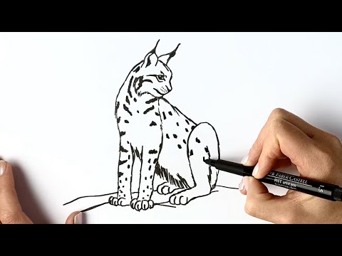 How to draw a lynx cat