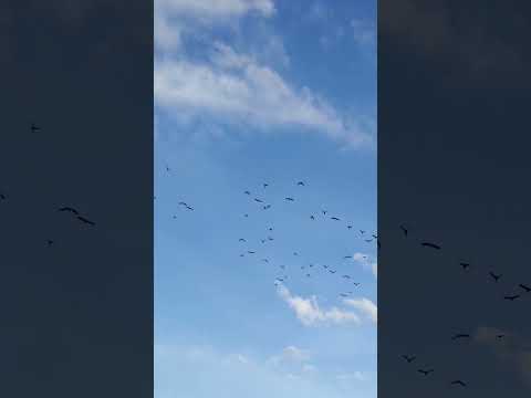 Rio Aurá - São Vicente Ferrer MA