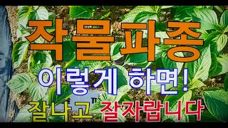 파종 이렇게 하면 잘 나고 잘 자랍니다. 주말농장, 도시텃밭 , 옥상농장
