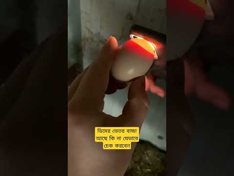 egg fertilisation testing. ডিমের ভিতর বাচ্চা আছে কি না যেভাবে চেক করবেন #egghatching #Duckegg #Duck