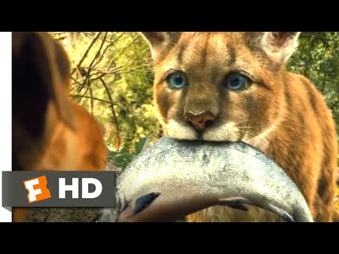 A Dog's Way Home (2018) - Big Kitten Scene (2/10) | Movieclips