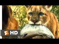 A Dog's Way Home (2018) - Big Kitten Scene (2/10) | Movieclips
