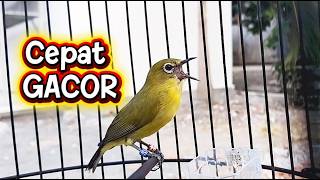 Download lagu Pancingan Pleci Bahan Cepat Gacor mp3
