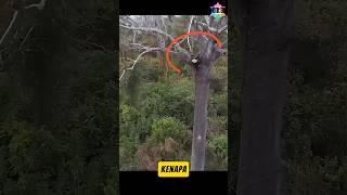 Download lagu bro's way of climbing tall trees #uniquefacts #funnyfacts #africantrees #climbing #bigtrees mp3 Download lagu bro's way of climbing tall trees #uniquefacts #funnyfacts #africantrees #climbing #bigtrees mp3