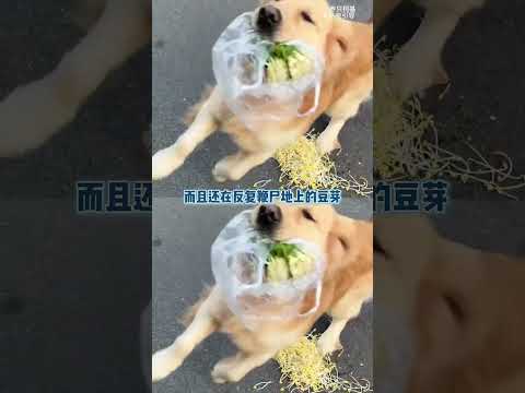 出門在外被狗欺負了#金毛 #霸道 #萌寵