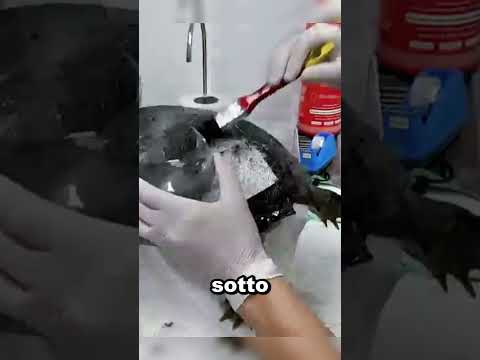 Il trucco incredibile dei veterinari per salvare le tartarughe 🐢