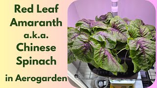 Red Leaf Amaranth (Chinese Spinach) in Aerogarden Bounty Basic Hydroponics System