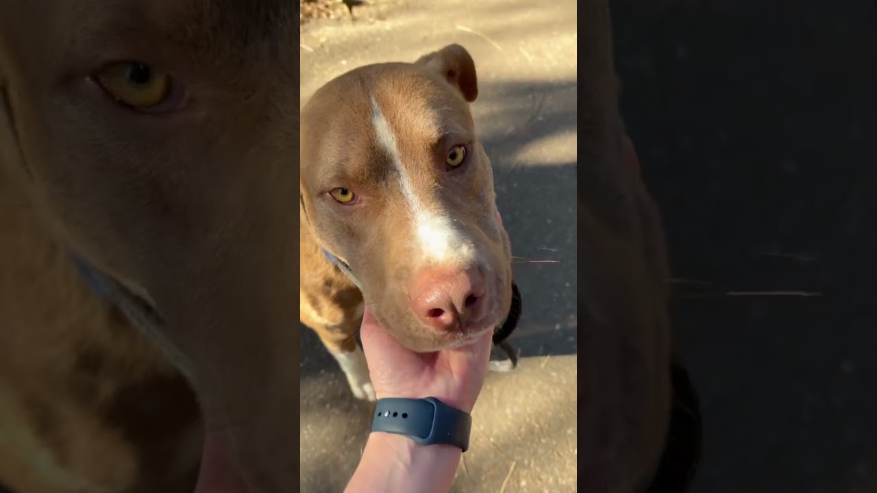 Enlarge Cruise- Athletic Pup, a ADOPTABLE Pit Bull Terrier in Grass Valley, CA video 5/5