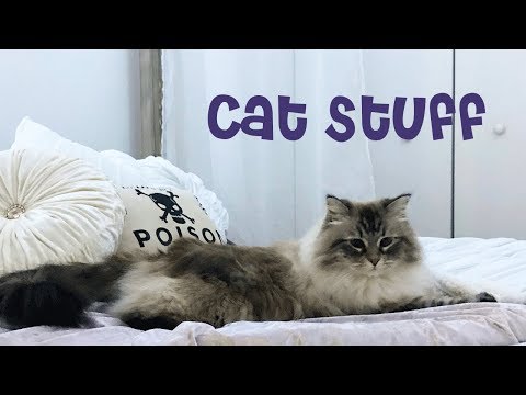 My Siberian Cat's Belongings | Luna's Stuff