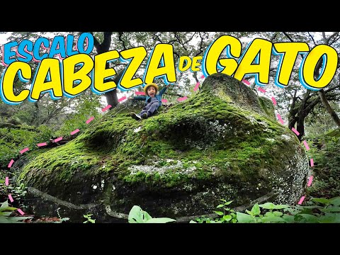 ESCALO la Cabeza de GATO GIGANTE y llevo un MAPA