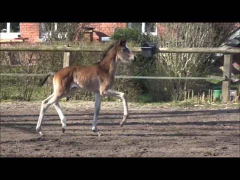 *2021 Stute von Diamond Deluxe - Revolution