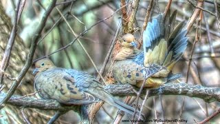 Mourning Dove Mated Pair Preening and Chilling