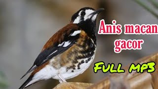 Download lagu Suara ANIS MACAN gacor buat masteran pagi siang malam || full durasi mp3