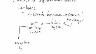 Endocrine overview