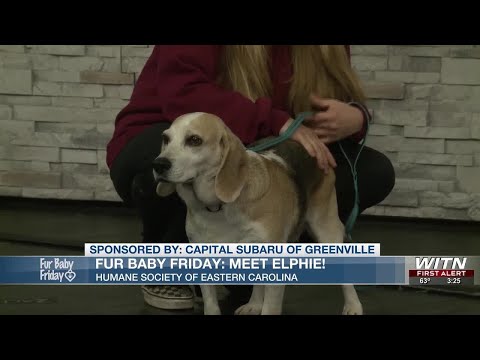 Meet Elphie! - Fur Baby Friday - YouTube